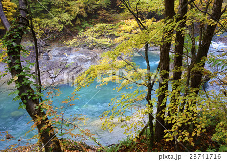 紅葉の田沢湖抱返り県立自然公園「抱返り渓谷」両岸の原生林に渓谷の美しいエメラルドグリーンが映える絶景 23741716