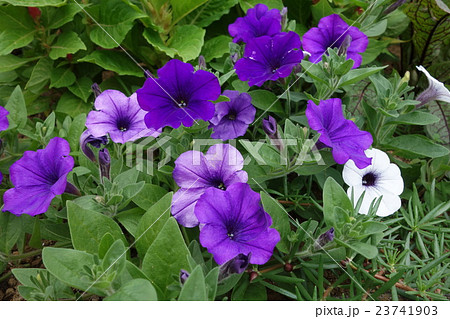 ペチュニア　花 23741903