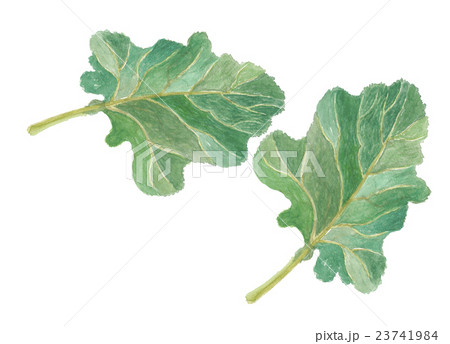 ケール ケール 23741984