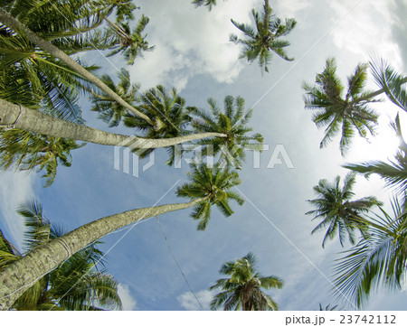 Coconut palm trees perspective view 23742112