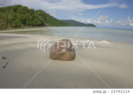 coconut on a tropical beach 23742114