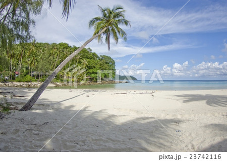 Desert island with palm tree on the beach 23742116