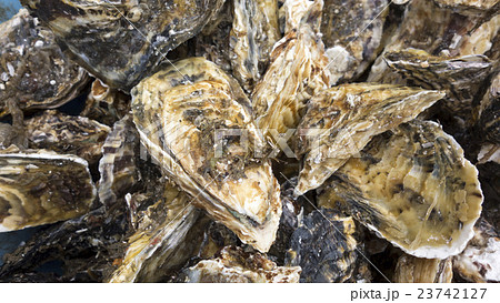 東日本大震災から復活を遂げた松島の牡蠣「カキ小屋」海のミルク秋から冬にかけてが旬oyster 23742127