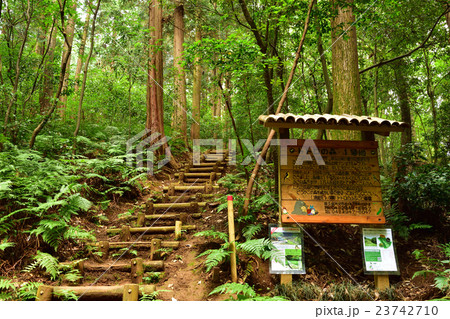トトロの森1号地 トトロの森1号地 23742710
