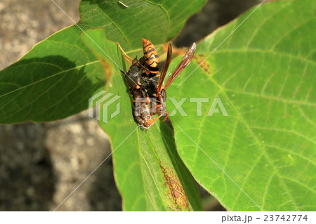 アシナガ蜂の捕食 23742774