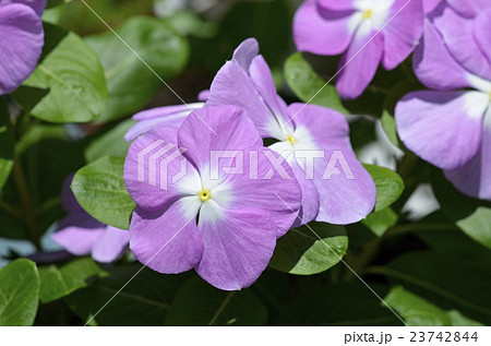 ニチニチソウ（日々草） 23742844