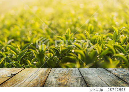 wood floor on tea plantation 23742963