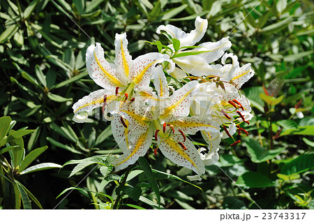 山百合（やまゆり） 23743317