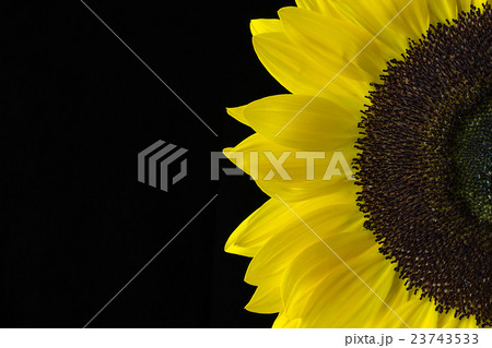 Closeup of aSunflower on a Black Background Closeup of aSunflower on a Black Background 23743533