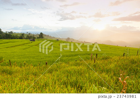 Green Terraced Rice Field in Chiangmai, Thailand. 23743981