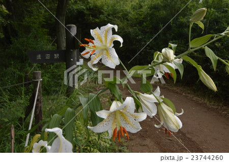 ヤマユリ咲く都立長沼公園 八王子市 ヤマユリ咲く都立長沼公園 八王子市 23744260