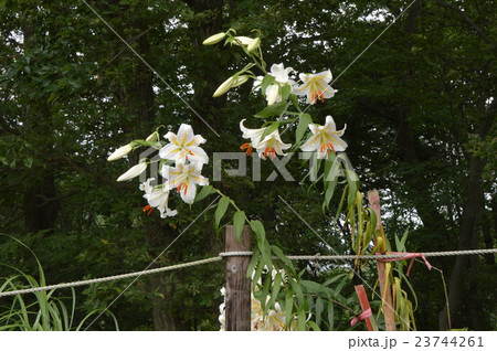 ヤマユリ咲く都立長沼公園 八王子市 ヤマユリ咲く都立長沼公園 八王子市 23744261
