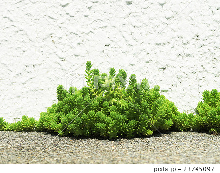 多肉植物の雑草 マンネングサ セダム が白い壁と側溝の隙間にモッコリ生えているの写真素材