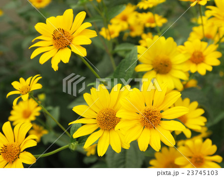 満開の菊芋もどき(姫向日葵)-3 満開の菊芋もどき(姫向日葵)-3 23745103
