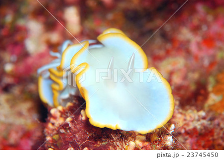 メレンゲウミウシ 23745450