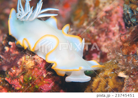 メレンゲウミウシ 23745451