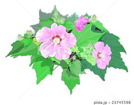 芙蓉のイラスト素材