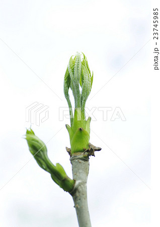 白木の芽（コシアブラ） 23745985