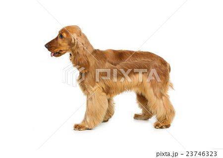 Beautiful English Cocker Spaniel 23746323