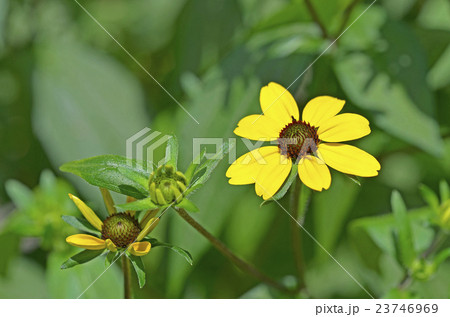 ルドベキア・タカオ 23746969