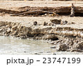 Mud and salt of the Dead Sea 23747199