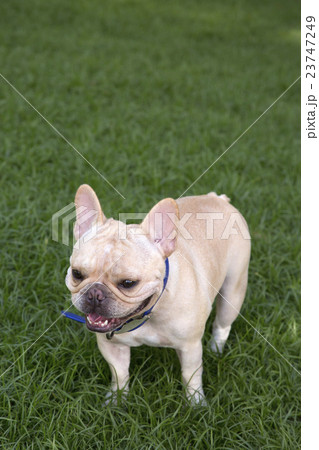 Little French bulldog playing in grass field Little French bulldog playing in grass field 23747249