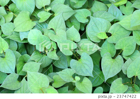 ドクダミの葉 23747422