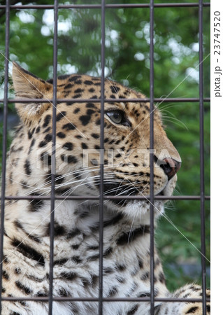 オリの中のヒョウ 23747520