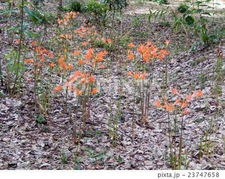 キツネノカミソリ－清水山憩いの森 23747658