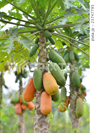 papaya 23747795