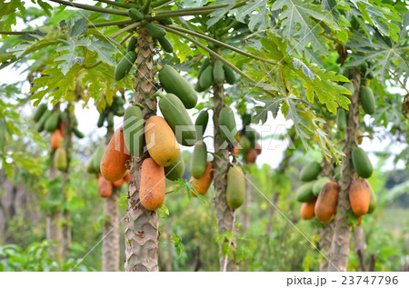 papaya 23747796