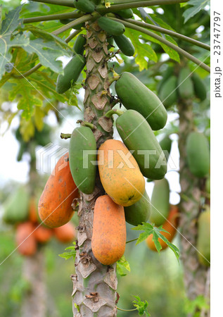 papaya 23747797