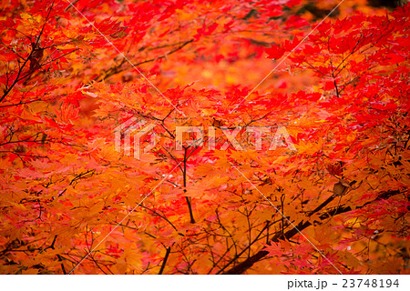 真っ赤な秋 23748194