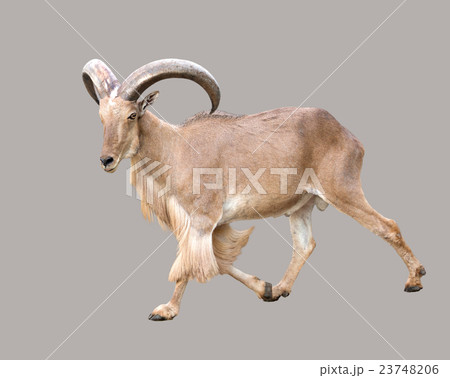 male Barbary sheep (Ammotragus lervia) 23748206