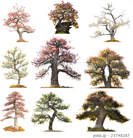 beautiful bonsai tree isolated beautiful bonsai tree isolated 23748287