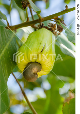 Cashew On The Cashew Tree In Natural Orchard. Cashew On The Cashew Tree In Natural Orchard. 23748720