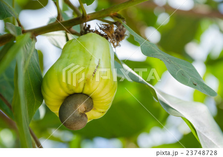 Cashew On The Cashew Tree In Natural Orchard. 23748728