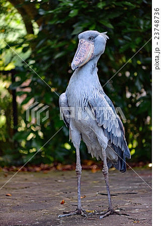 ハシビロコウ ハシビロコウ 23748736