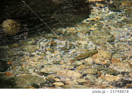 上高地 梓川支流の岩魚の写真素材