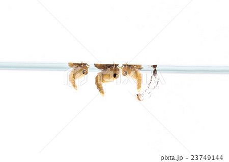 Mosquito Larvae in water 23749144