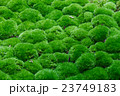 Moss, Multiple Grass balls top side view. 23749183
