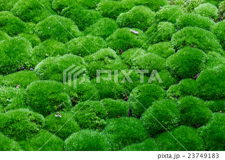Moss, Multiple Grass balls top side view. 23749183