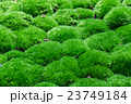 Multiple Grass balls top side view close up. 23749184