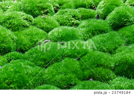 Multiple Grass balls top side view close up. 23749184
