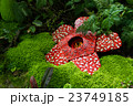 Corpse flower was made of interlocking bricks toy. 23749185