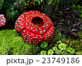 Corpse flower is made of interlocking bricks toy. 23749186