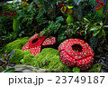 Corpse flower was made of interlocking bricks toy. 23749187