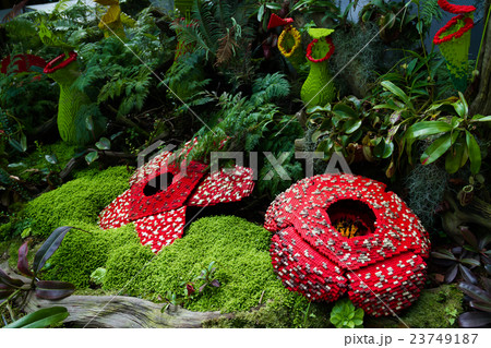 Corpse flower was made of interlocking bricks toy. 23749187