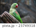 A green parrot have red beak is standing. 23749318