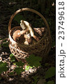 Basket with mushrooms. Boletus in the forest 23749618